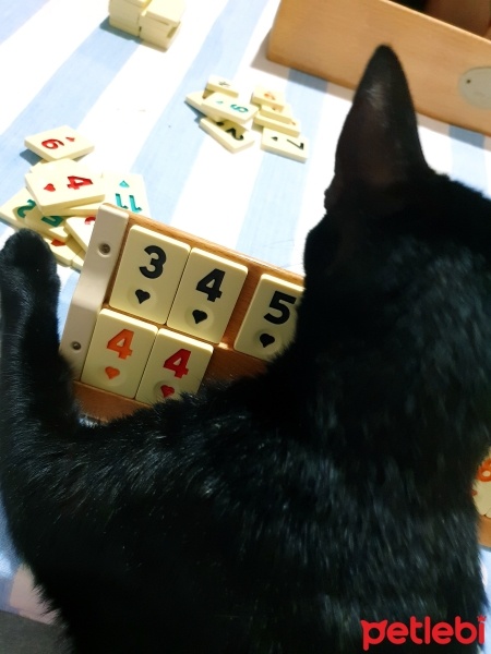 Bombay, Kedi  Gece fotoğrafı