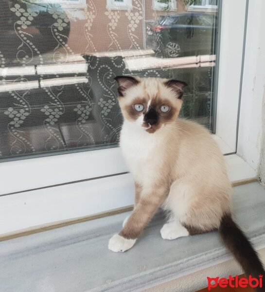 Scottish Fold, Kedi  Venüs fotoğrafı