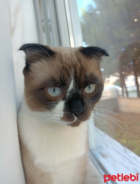 Scottish Fold, Kedi  Venüs fotoğrafı