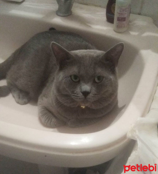 British Shorthair, Kedi  oskar fotoğrafı