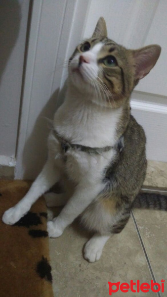 Tekir Kedi, Kedi  RIFKI  fotoğrafı