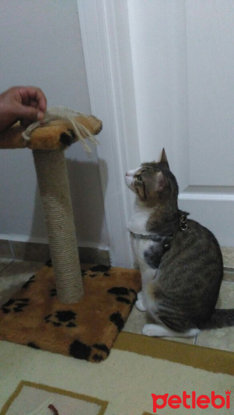 Tekir Kedi, Kedi  RIFKI  fotoğrafı