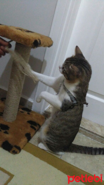 Tekir Kedi, Kedi  RIFKI  fotoğrafı