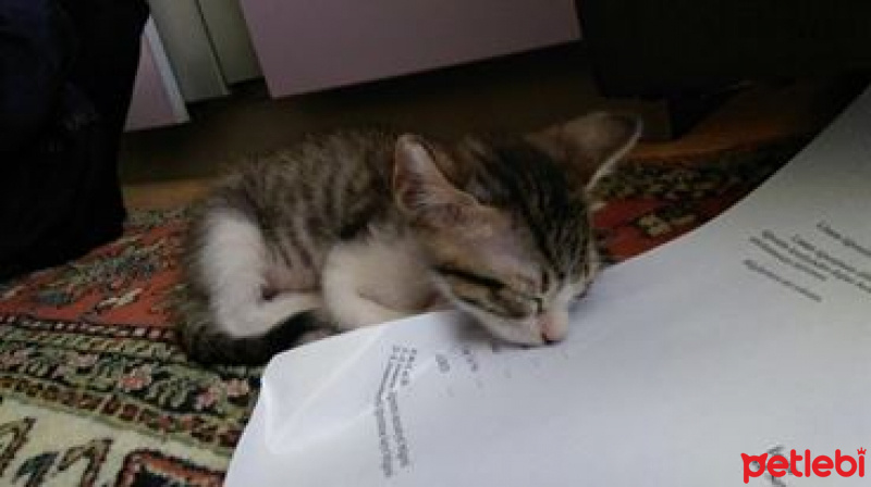 Tekir Kedi, Kedi  RIFKI  fotoğrafı