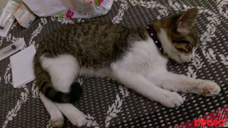 Tekir Kedi, Kedi  RIFKI  fotoğrafı