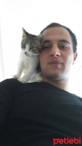 Tekir Kedi, Kedi  RIFKI  fotoğrafı