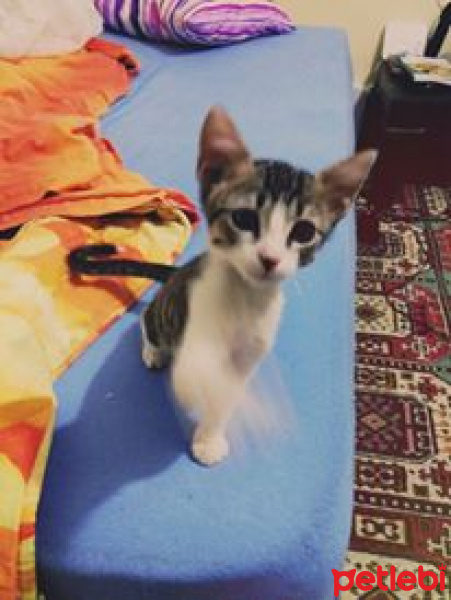 Tekir Kedi, Kedi  RIFKI  fotoğrafı