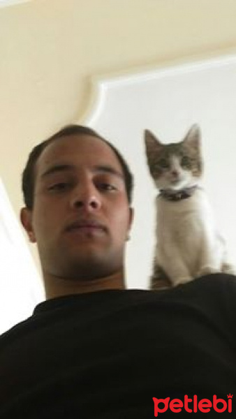 Tekir Kedi, Kedi  RIFKI  fotoğrafı