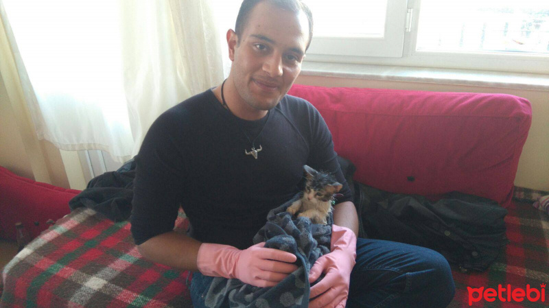 Tekir Kedi, Kedi  RIFKI  fotoğrafı