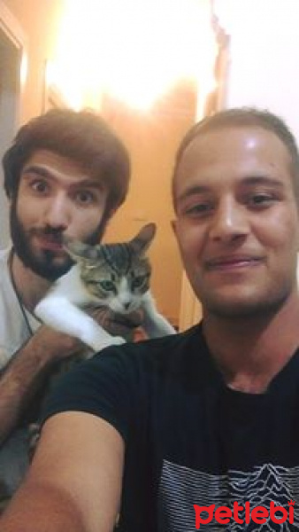 Tekir Kedi, Kedi  RIFKI  fotoğrafı