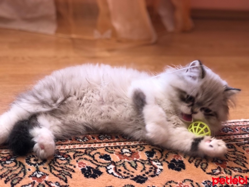 Chinchilla, Kedi  Muhittin fotoğrafı