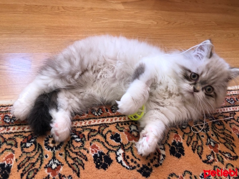 Chinchilla, Kedi  Muhittin fotoğrafı