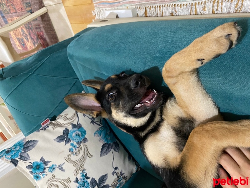 Alman Çoban Köpeği, Köpek  Zeytin fotoğrafı