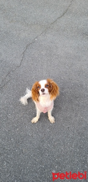 King Charles Spaniel, Köpek  Latte fotoğrafı