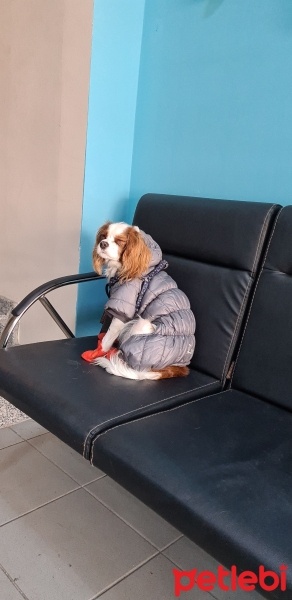 King Charles Spaniel, Köpek  Latte fotoğrafı