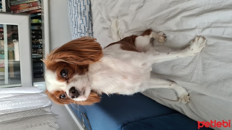 King Charles Spaniel, Köpek  Latte fotoğrafı