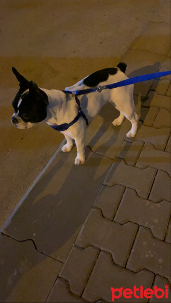 Fransız Bulldog, Köpek  dory fotoğrafı
