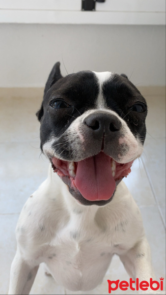 Fransız Bulldog, Köpek  dory fotoğrafı