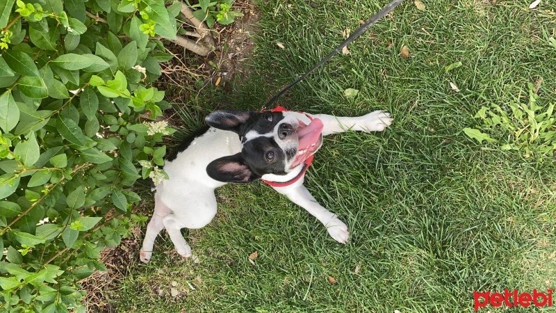 Fransız Bulldog, Köpek  dory fotoğrafı