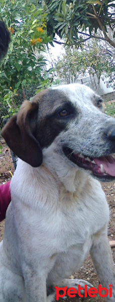 Pointer, Köpek  Ares fotoğrafı