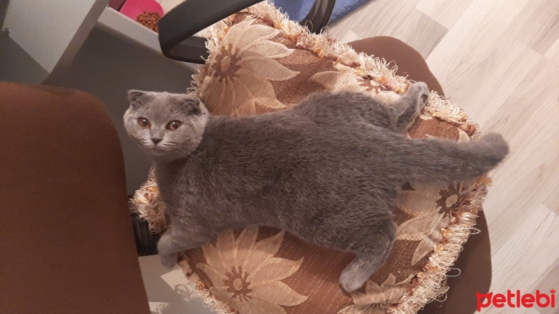 Scottish Fold, Kedi  Gümüş fotoğrafı
