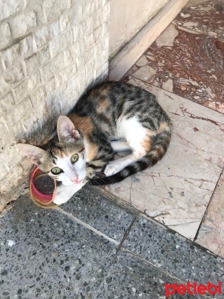 Tekir Kedi, Kedi  Minnoş fotoğrafı