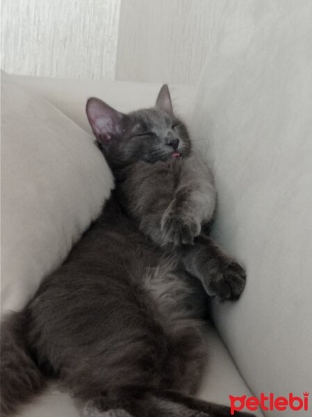 Nebelung, Kedi  Kedo fotoğrafı