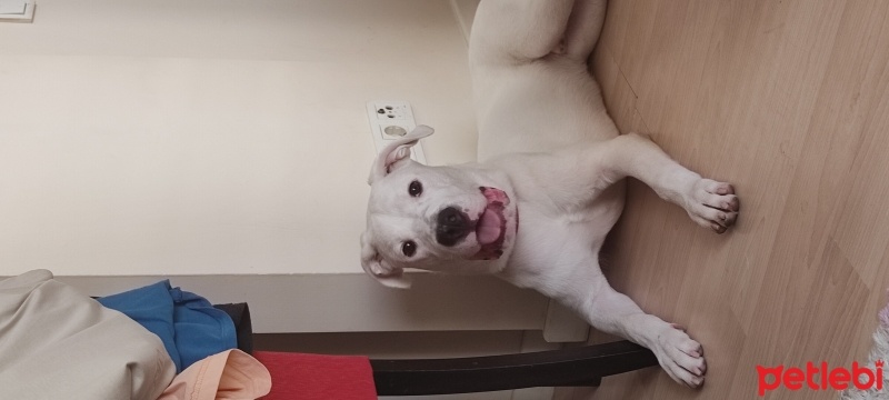Dogo Arjantin, Köpek  Leo fotoğrafı