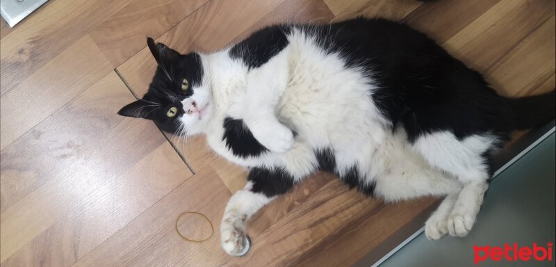 Tuxedo (Smokin) Kedi, Kedi  Panda fotoğrafı