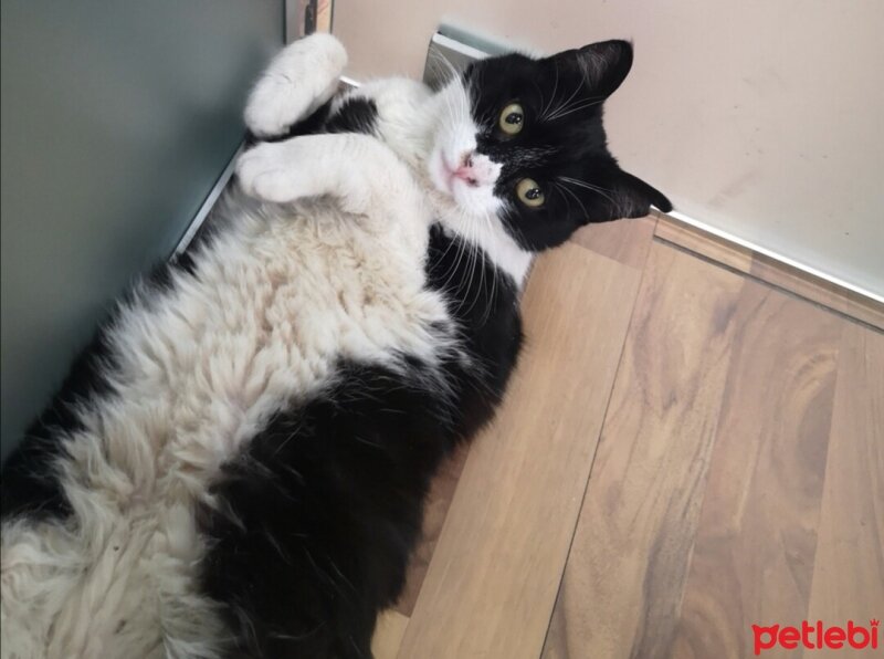 Tuxedo (Smokin) Kedi, Kedi  Panda fotoğrafı