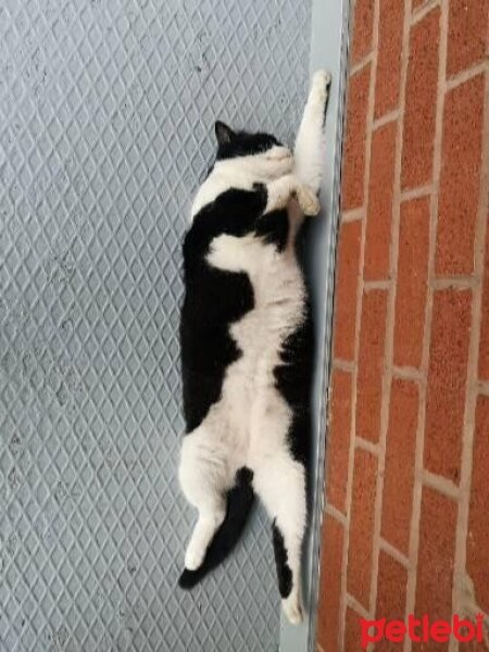 Tuxedo (Smokin) Kedi, Kedi  Panda fotoğrafı