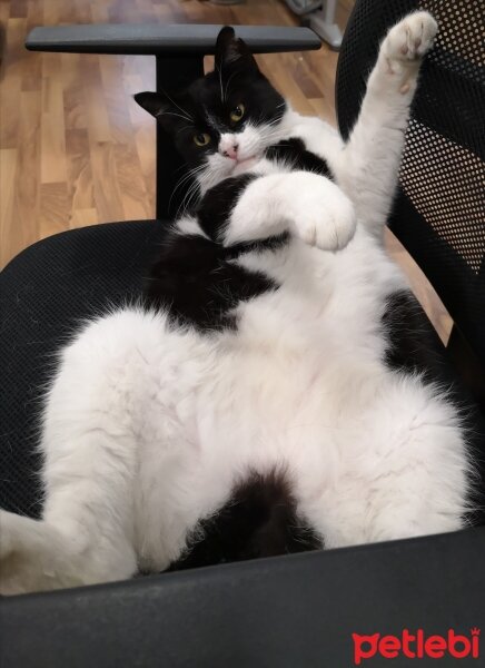 Tuxedo (Smokin) Kedi, Kedi  Panda fotoğrafı