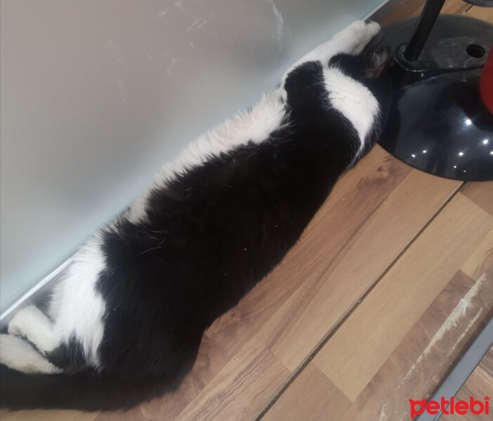 Tuxedo (Smokin) Kedi, Kedi  Panda fotoğrafı