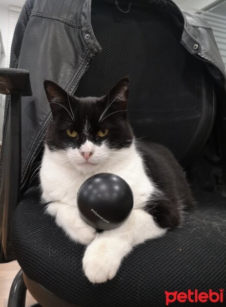 Tuxedo (Smokin) Kedi, Kedi  Panda fotoğrafı