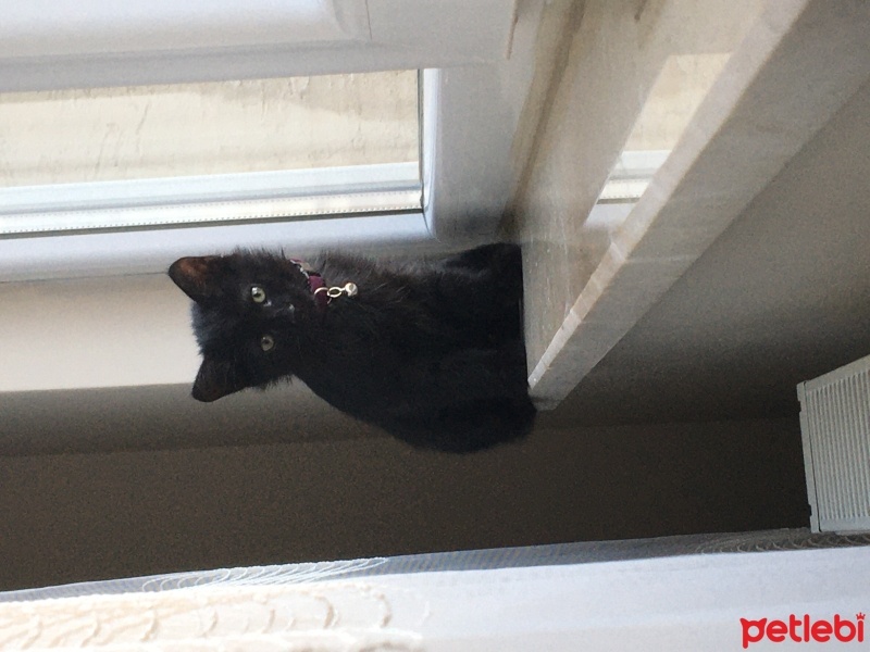 Bombay, Kedi  Gölge fotoğrafı
