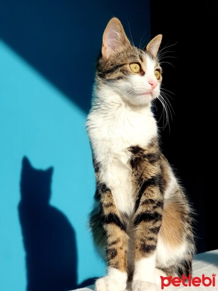 Tekir Kedi, Kedi  Luna fotoğrafı