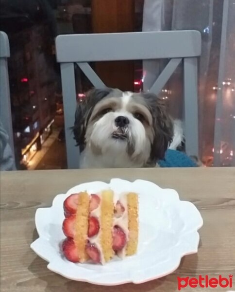 Shih Tzu, Köpek  Ares fotoğrafı