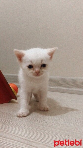 British Shorthair, Kedi  Sütlaç fotoğrafı