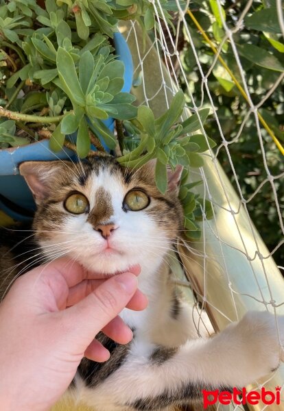 Tekir Kedi, Kedi  suzy fotoğrafı