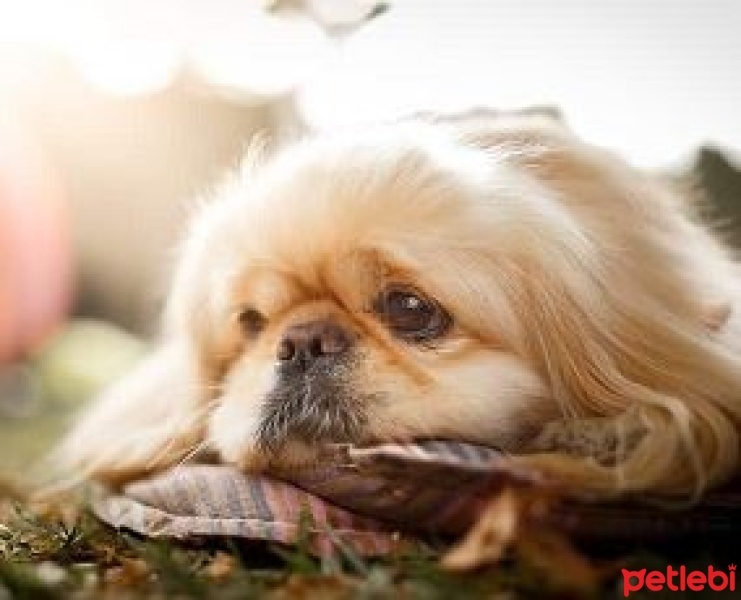 Pekingese, Köpek  fındık fotoğrafı