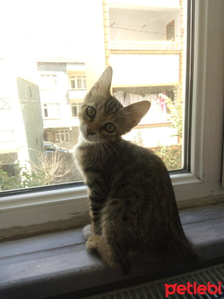 Tekir Kedi, Kedi  Pufi fotoğrafı