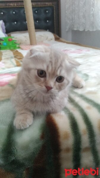 Scottish Fold, Kedi  Alex fotoğrafı