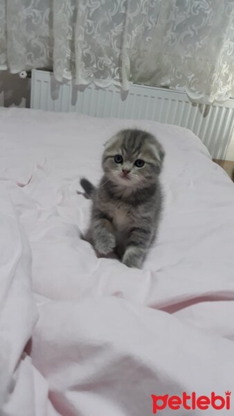 Scottish Fold, Kedi  Alex fotoğrafı