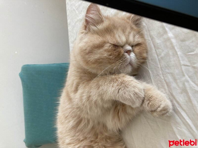 Exotic Shorthair, Kedi  Simba fotoğrafı