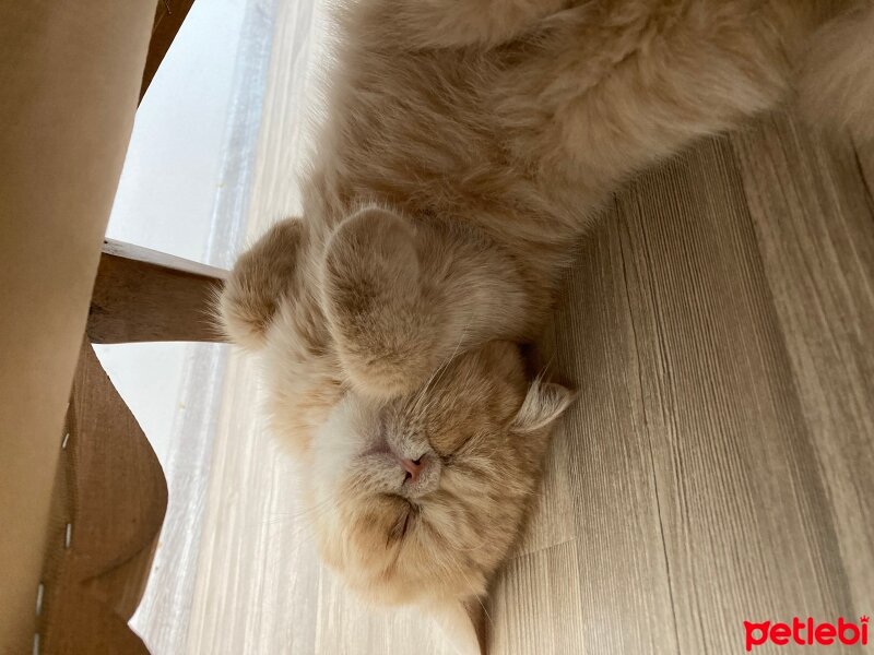 Exotic Shorthair, Kedi  Simba fotoğrafı