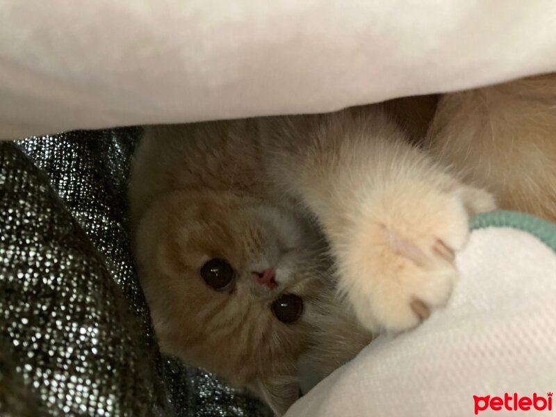 Exotic Shorthair, Kedi  Simba fotoğrafı