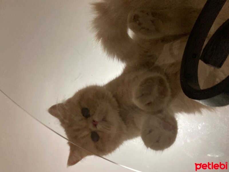 Exotic Shorthair, Kedi  Simba fotoğrafı