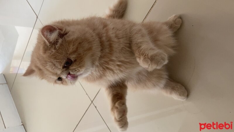 Exotic Shorthair, Kedi  Simba fotoğrafı