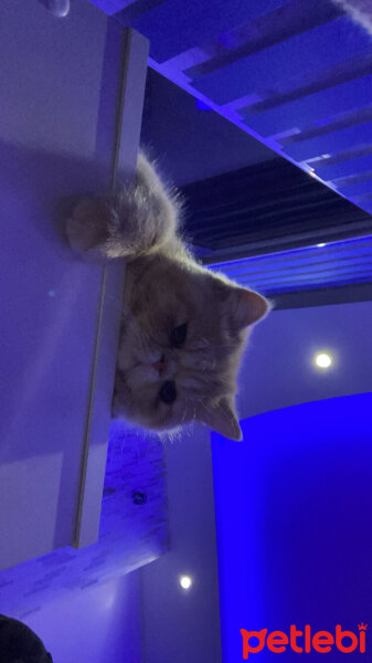 Exotic Shorthair, Kedi  Simba fotoğrafı