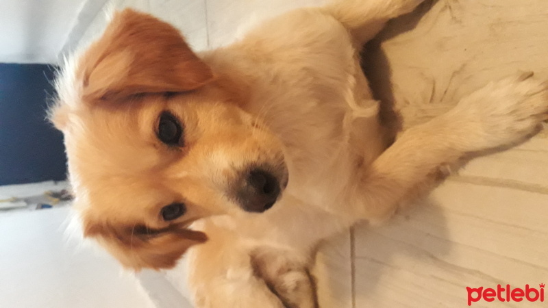 Golden Retriever, Köpek  Mex fotoğrafı